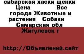 сибирская хаски щенки › Цена ­ 10 000 - Все города Животные и растения » Собаки   . Самарская обл.,Жигулевск г.